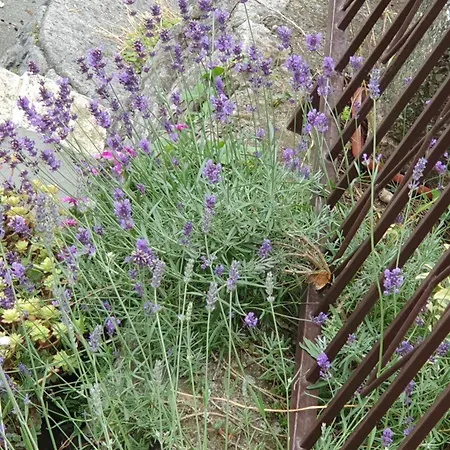 House Vali Oda ve Kahvaltı