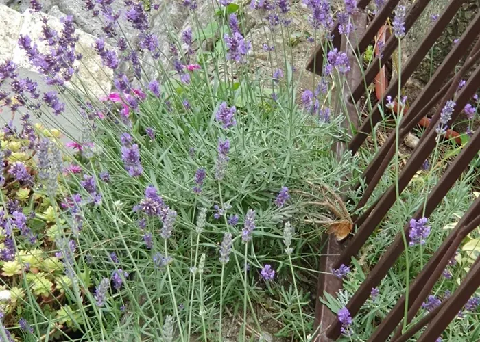 House Vali Bed & Breakfast